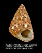 Jujubinus karpathoensis (f) aegeensis